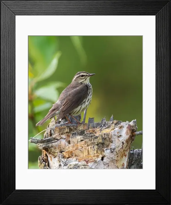 Framed Print : Northern Waterthrush Spring Migration in Alaska Framed Print : Northern Waterthrush Spring Migration in Alaska
