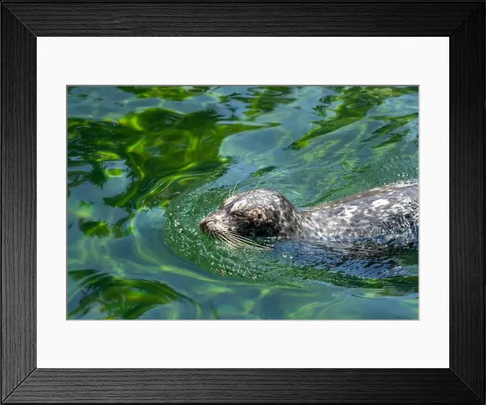 Framed Print : Point Defiance Zoo & Aquarium, Tacoma, Washington, USA. Harbor seal swimming Framed Print : Point Defiance Zoo & Aquarium, Tacoma, Washington, USA. Harbor seal swimming
