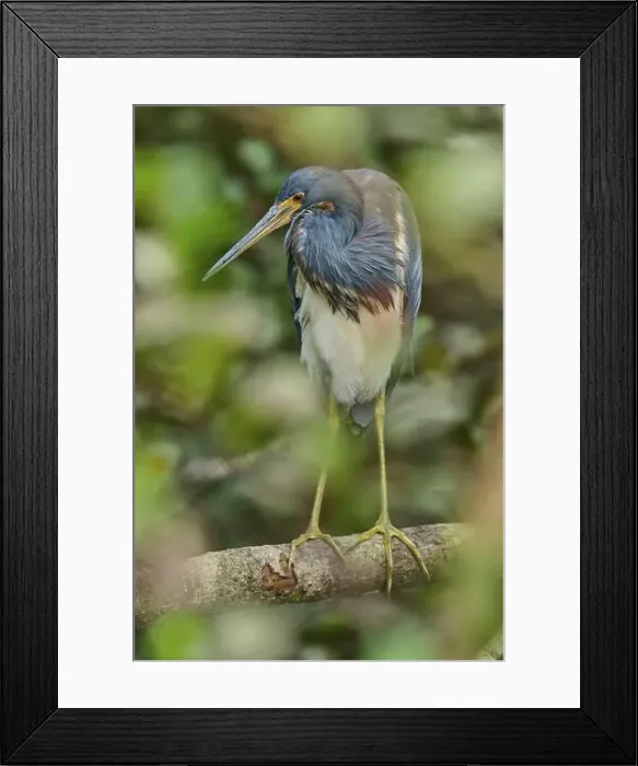 Framed Print : Tricoloured Heron (Egretta tricolor) Framed Print : Tricoloured Heron (Egretta tricolor)