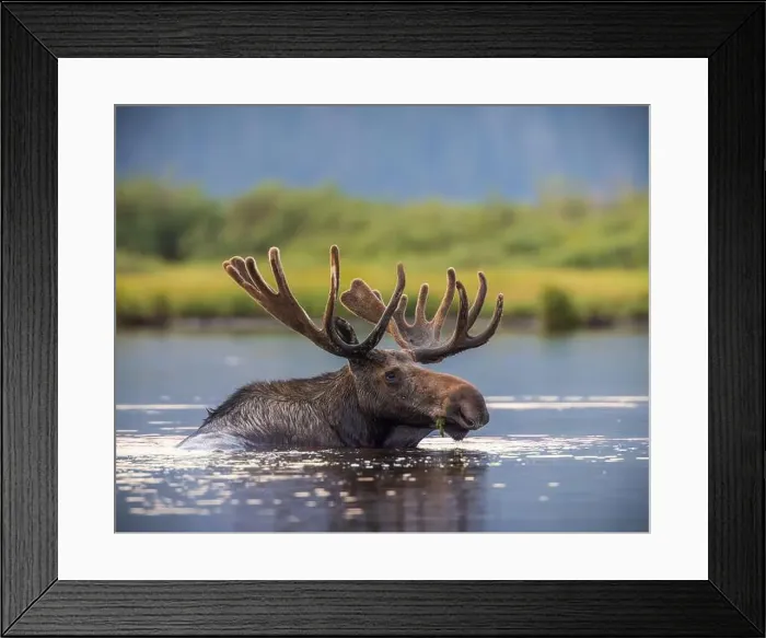 Framed Print : Bull Shiras Moose - alces alces - swimming in high mountain valley pond at dusk Colorado, USA Framed Print : Bull Shiras Moose - alces alces - swimming in high mountain valley pond at dusk Colorado, USA