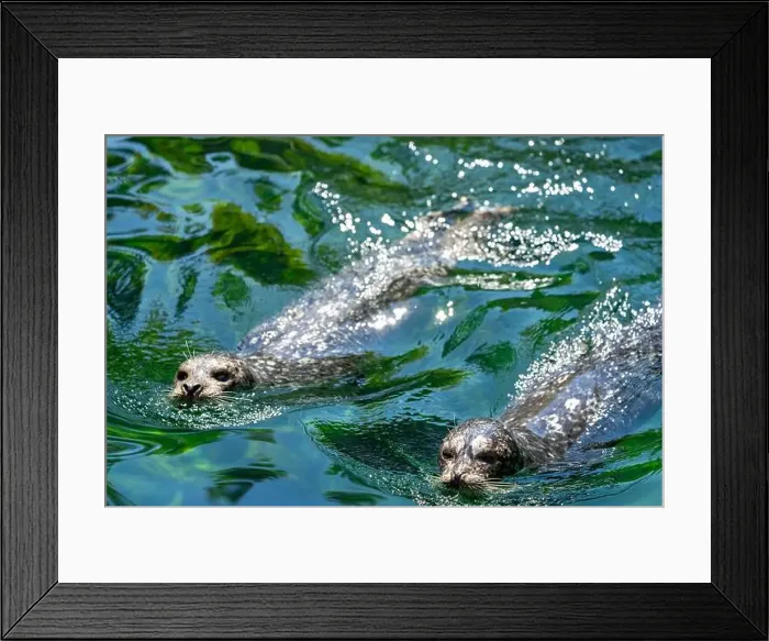 Framed Print : Point Defiance Zoo & Aquarium, Tacoma, Washington, USA. Harbor seal swimming Framed Print : Point Defiance Zoo & Aquarium, Tacoma, Washington, USA. Harbor seal swimming
