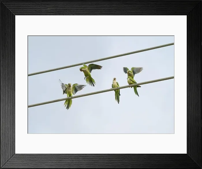 Framed Print : Monk parakeet (Myiopsitta monachus) Framed Print : Monk parakeet (Myiopsitta monachus)