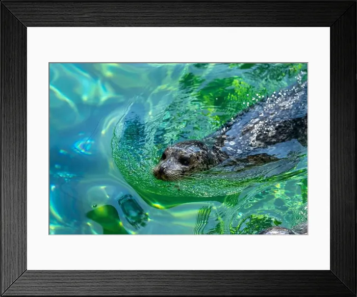 Framed Print : Point Defiance Zoo & Aquarium, Tacoma, Washington, USA. Harbor seal swimming Framed Print : Point Defiance Zoo & Aquarium, Tacoma, Washington, USA. Harbor seal swimming