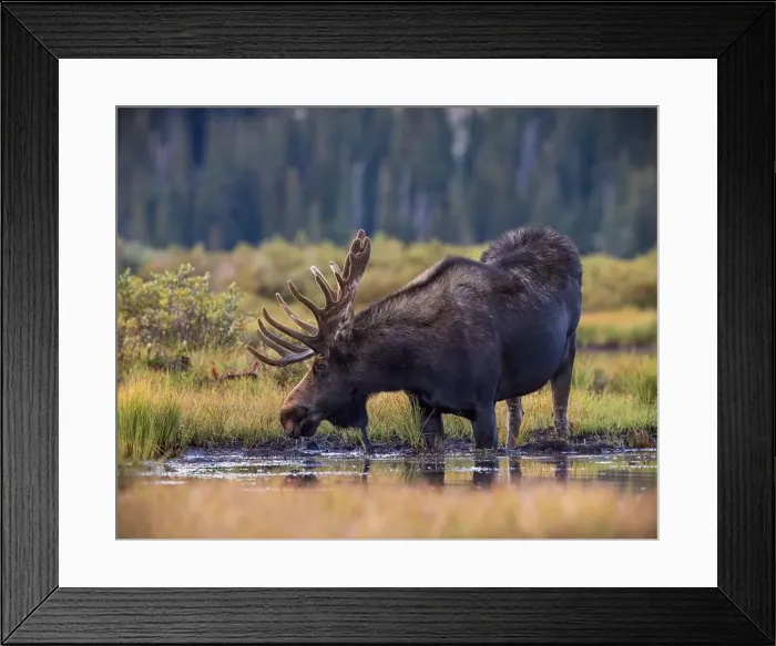 Framed Print : Bull Shiras Moose - alces alces - standing at water's edge of a high mountain valley pond Colorado, USA Framed Print : Bull Shiras Moose - alces alces - standing at water's edge of a high mountain valley pond Colorado, USA