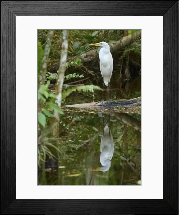 Framed Print : Great Egret (Ardea alba), in the swamp and reflected in the water Spring