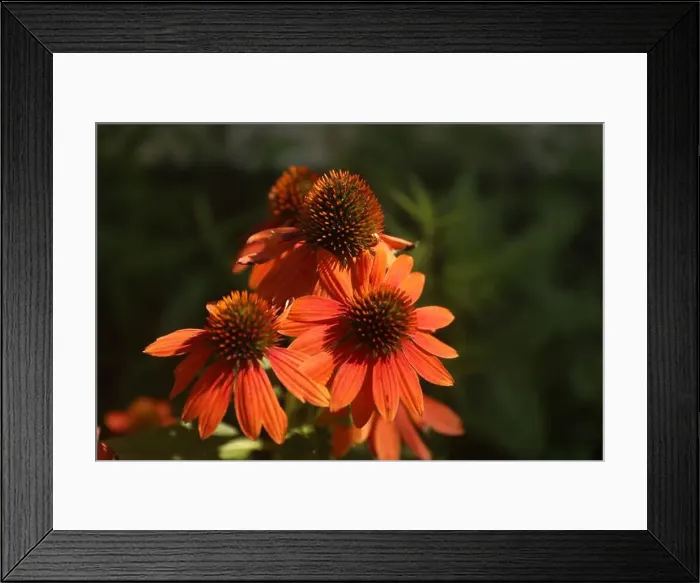 Framed Print : Blooming Echinacea Sombrero Adobe Orange flowers Framed Print : Blooming Echinacea Sombrero Adobe Orange flowers