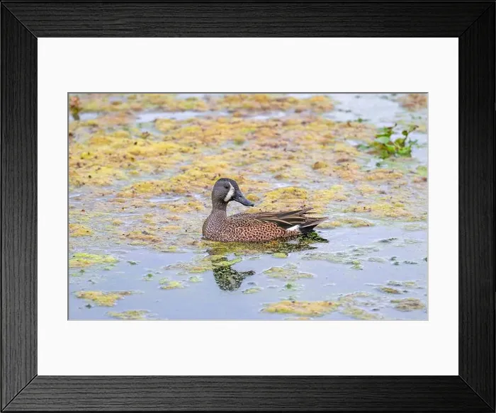Framed Print : Blue Winged Teal in a Quiet Pond in Brazos Bend State Park in Texas Framed Print : Blue Winged Teal in a Quiet Pond in Brazos Bend State Park in Texas