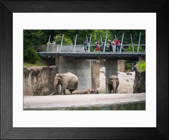 Framed Print : Elephants at the Oregon Zoo at Portland Oregon, USA Framed Print : Elephants at the Oregon Zoo at Portland Oregon, USA
