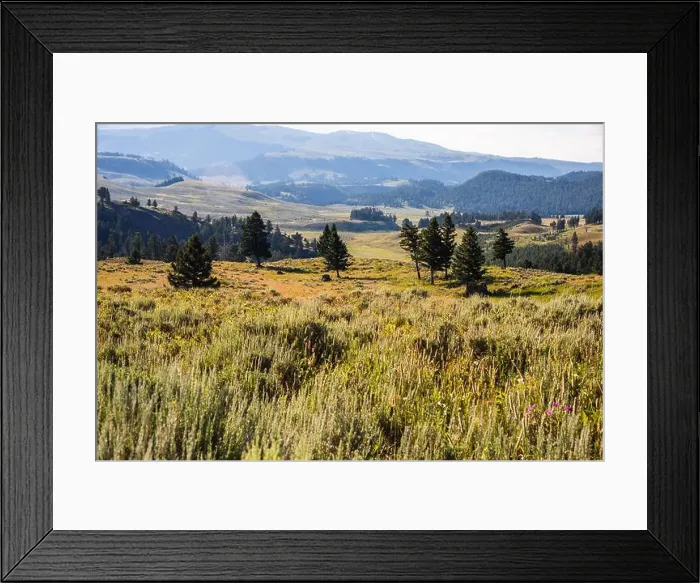 Framed Print : Expansive meadow with scattered trees and rolling hills in Yellowstone