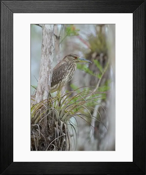 Framed Print : Night heron (Nycticorax nycticorax) Framed Print : Night heron (Nycticorax nycticorax)