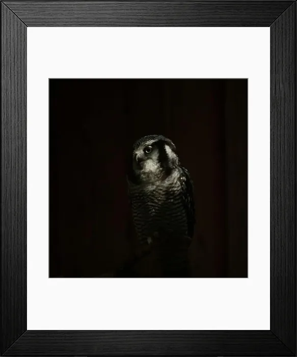 Framed Print : Northern hawk-owl (Surnia ulula). Wild life animal Framed Print : Northern hawk-owl (Surnia ulula). Wild life animal