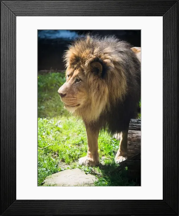 Framed Print : A male lion at the Oregon Zoo at Portland Oregon, USA