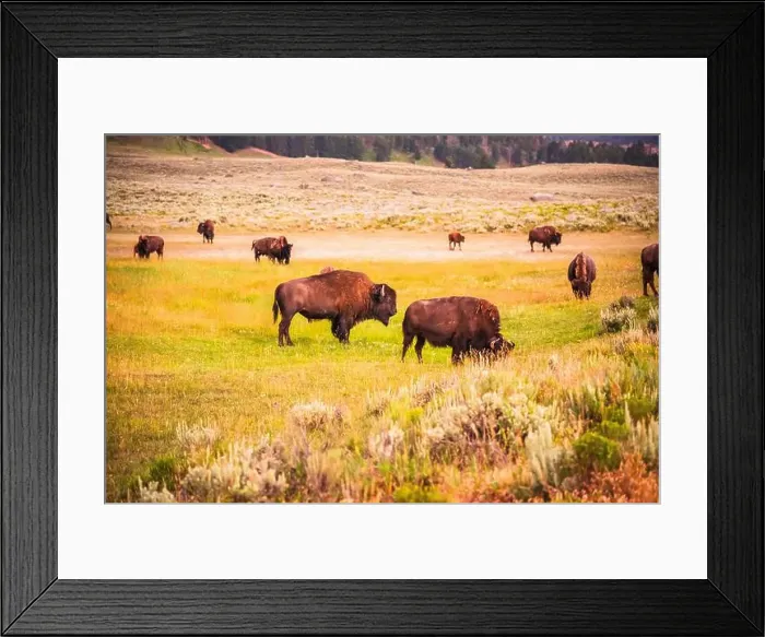 Framed Print : Close-up of bison herd grazing in Yellowstone's Lamar Valley Framed Print : Close-up of bison herd grazing in Yellowstone's Lamar Valley