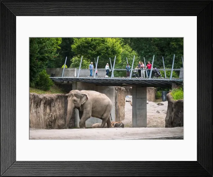 Framed Print : Elephants at the Oregon Zoo at Portland Oregon, USA Framed Print : Elephants at the Oregon Zoo at Portland Oregon, USA