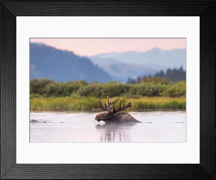Framed Print : Bull Shiras Moose - alces alces - swimming in high mountain valley pond at dusk Colorado, USA