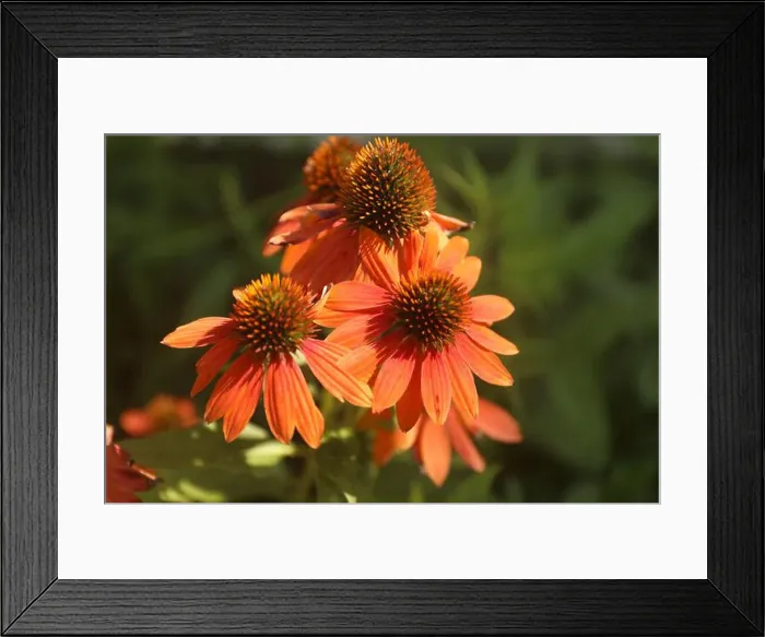 Framed Print : Close up of blooming Echinacea Sombrero Adobe Orange flowers Framed Print : Close up of blooming Echinacea Sombrero Adobe Orange flowers