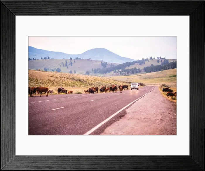 Framed Print : Bison herd crossing a road at dusk in Yellowstone National Park Framed Print : Bison herd crossing a road at dusk in Yellowstone National Park