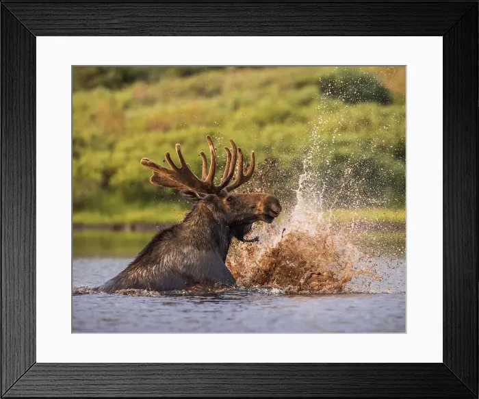Framed Print : Bull Shiras Moose - alces alces - splashing in high mountain valley pond Colorado, USA Framed Print : Bull Shiras Moose - alces alces - splashing in high mountain valley pond Colorado, USA