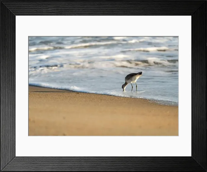 Framed Print : Willet or Sanderling looking for food on a Nags Head Beach in the Outer Banks of North Carolina Framed Print : Willet or Sanderling looking for food on a Nags Head Beach in the Outer Banks of North Carolina