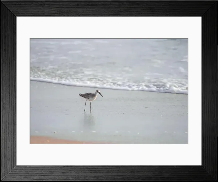 Framed Print : Willet or Sanderling looking for food on a Nags Head Beach in the Outer Banks of North Carolina Framed Print : Willet or Sanderling looking for food on a Nags Head Beach in the Outer Banks of North Carolina