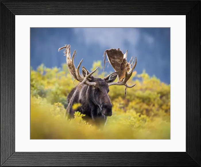 Framed Print : Bull Shiras Moose - alces alces - standing in autumn changing willows with strings of velvet hanging off antlers Framed Print : Bull Shiras Moose - alces alces - standing in autumn changing willows with strings of velvet hanging off antlers
