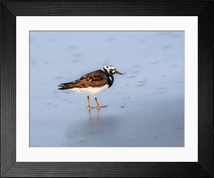 Framed Print : The ruddy turnstone (Arenaria interpres) feeding on the shore, Galveston, Texas, USA Framed Print : The ruddy turnstone (Arenaria interpres) feeding on the shore, Galveston, Texas, USA
