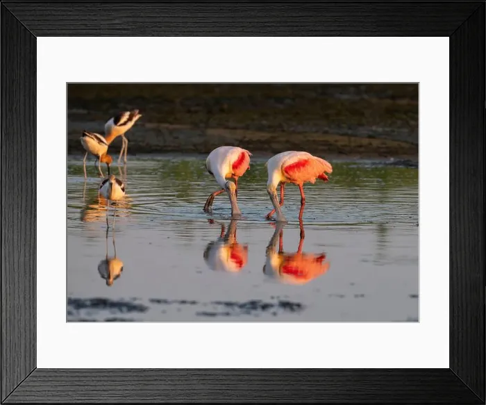 Framed Print : The roseate spoonbills (Platalea ajaja) feeding in the tidal marsh, Galveston Island, Texas, USA Framed Print : The roseate spoonbills (Platalea ajaja) feeding in the tidal marsh, Galveston Island, Texas, USA