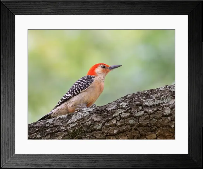 Framed Print : Red-bellied woodpecker (Melanerpes carolinus) looking for food over tree at Hermann Park, Houston, Texas, USA Framed Print : Red-bellied woodpecker (Melanerpes carolinus) looking for food over tree at Hermann Park, Houston, Texas, USA