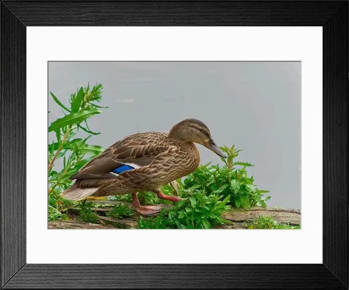 Framed Print : Wild duck. Mallard (Anas platyrhynchos) on a branch Framed Print : Wild duck. Mallard (Anas platyrhynchos) on a branch