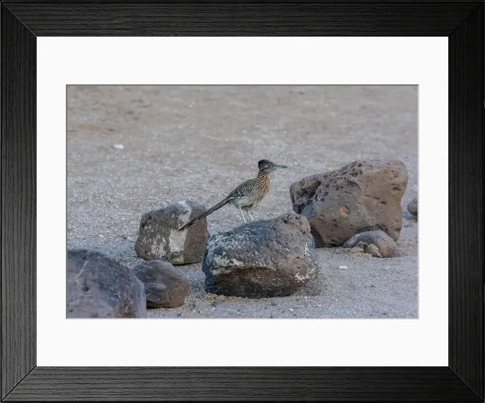 Framed Print : A Greater Roadrunner in Tucson, Arizona Framed Print : A Greater Roadrunner in Tucson, Arizona