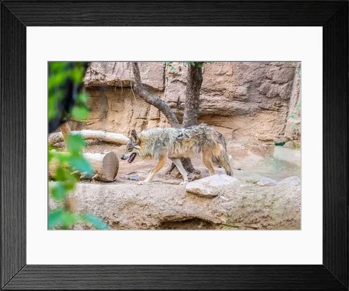 Framed Print : A Mexican Gray Wolf in Tucson, Arizona Framed Print : A Mexican Gray Wolf in Tucson, Arizona
