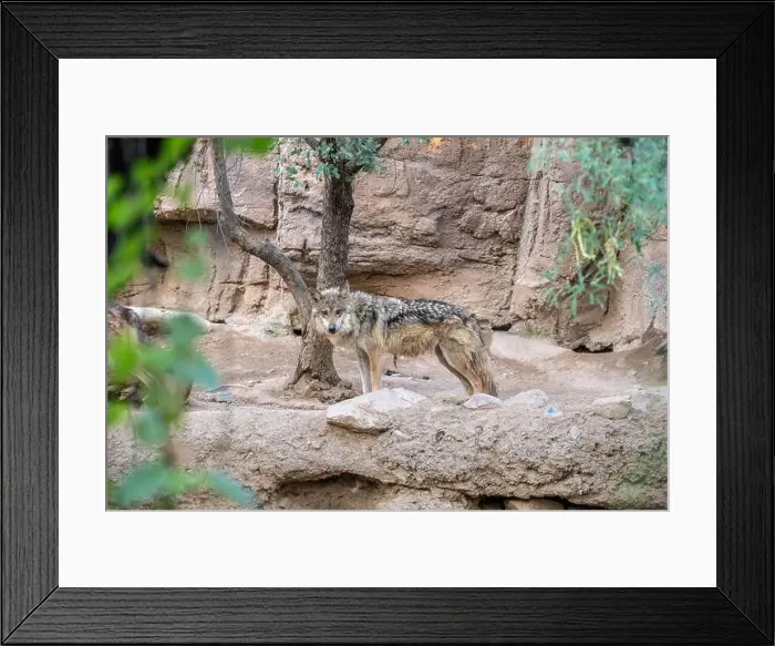 Framed Print : A Mexican Gray Wolf in Tucson, Arizona Framed Print : A Mexican Gray Wolf in Tucson, Arizona