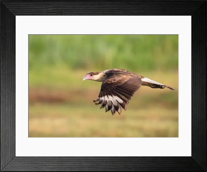 Framed Print : Northern crested caracara (Caracara cheriway) flying over tidal marsh Galveston, Texas, USA Framed Print : Northern crested caracara (Caracara cheriway) flying over tidal marsh Galveston, Texas, USA
