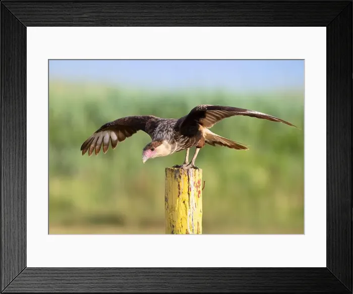 Framed Print : Northern crested caracara (Caracara cheriway) jumping in flight, Galveston, Texas, USA Framed Print : Northern crested caracara (Caracara cheriway) jumping in flight, Galveston, Texas, USA