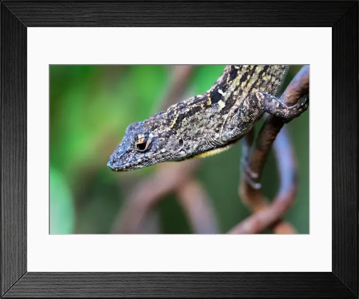 Framed Print : The brown anole (Anolis sagrei) close up Framed Print : The brown anole (Anolis sagrei) close up