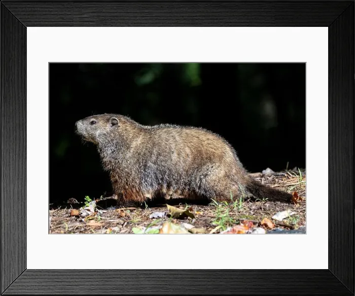 Framed Print : Groundhog (Marmota monax) - Brevard, North Carolina, USA Framed Print : Groundhog (Marmota monax) - Brevard, North Carolina, USA