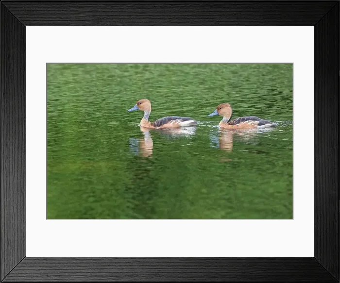 Framed Print : The fulvous whistling ducks (Dendrocygna bicolor), Lafitte's Cove, Texas, USA