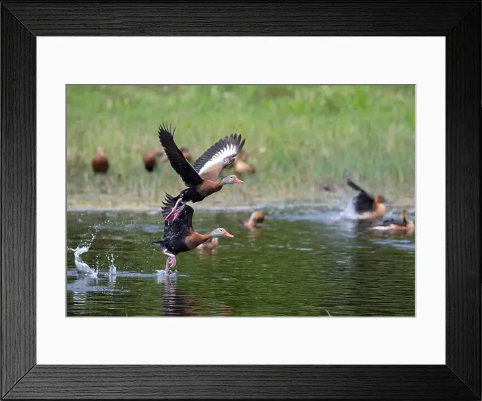 Framed Print : Black-bellied whistling ducks (Dendrocygna autumnalis) with spread wings, Lafitte Cove, Galveston Framed Print : Black-bellied whistling ducks (Dendrocygna autumnalis) with spread wings, Lafitte Cove, Galveston