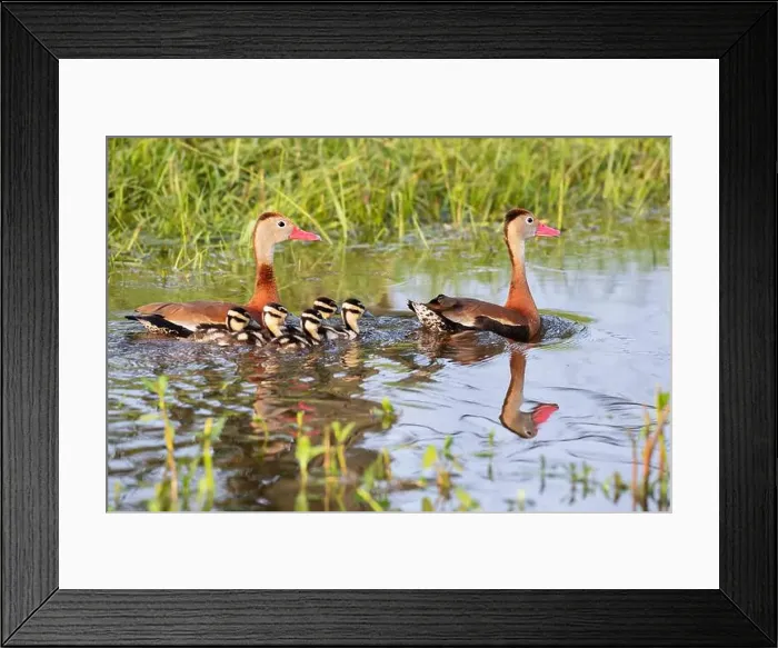 Framed Print : Black-bellied whistling ducks (Dendrocygna autumnalis) with ducklings Framed Print : Black-bellied whistling ducks (Dendrocygna autumnalis) with ducklings