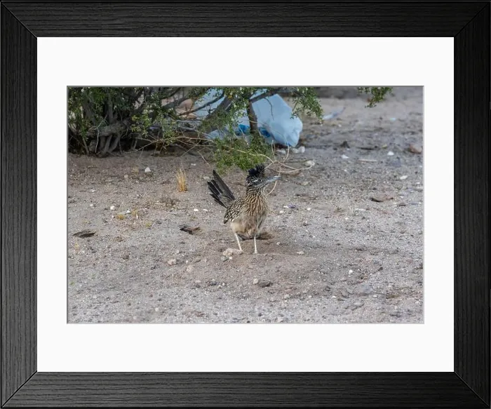 Framed Print : A Greater Roadrunner in Tucson, Arizona Framed Print : A Greater Roadrunner in Tucson, Arizona