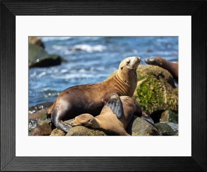 Framed Print : California sea lion off the coast of La Jolla Framed Print : California sea lion off the coast of La Jolla