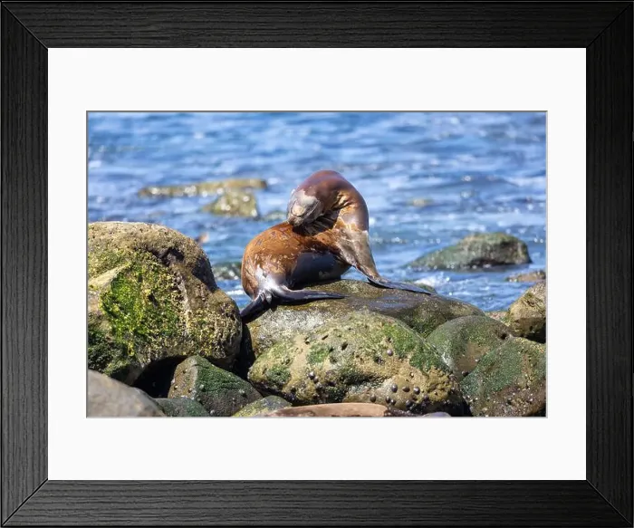 Framed Print : California sea lion sleeping on the coast in La Jolla Framed Print : California sea lion sleeping on the coast in La Jolla