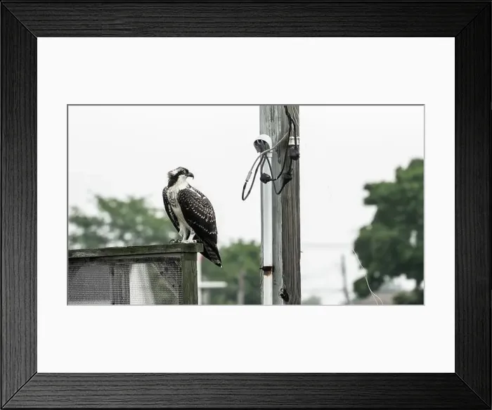 Framed Print : An osprey stands on a wooden railing beside a utility pole, surveying the area in overcast weather Framed Print : An osprey stands on a wooden railing beside a utility pole, surveying the area in overcast weather