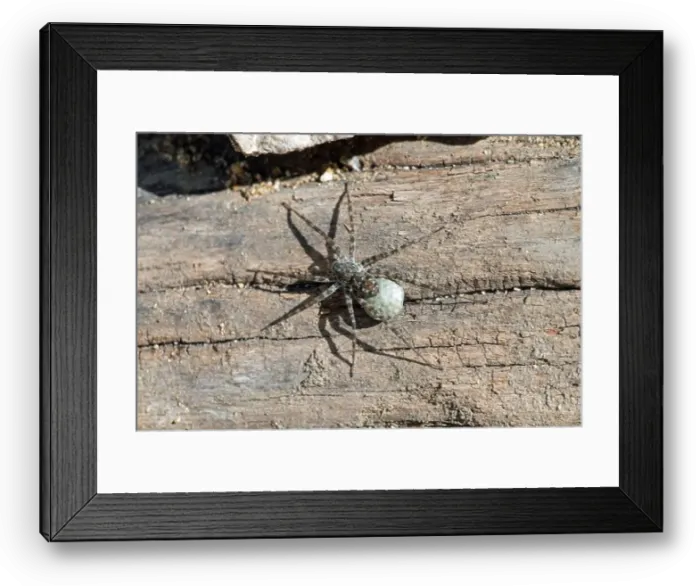 Framed Print : Wolf spider with egg sac Framed Print : Wolf spider with egg sac