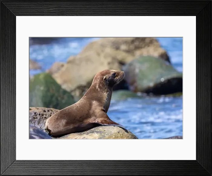 Framed Print : California sea lion sleeping on the coast in La Jolla Framed Print : California sea lion sleeping on the coast in La Jolla