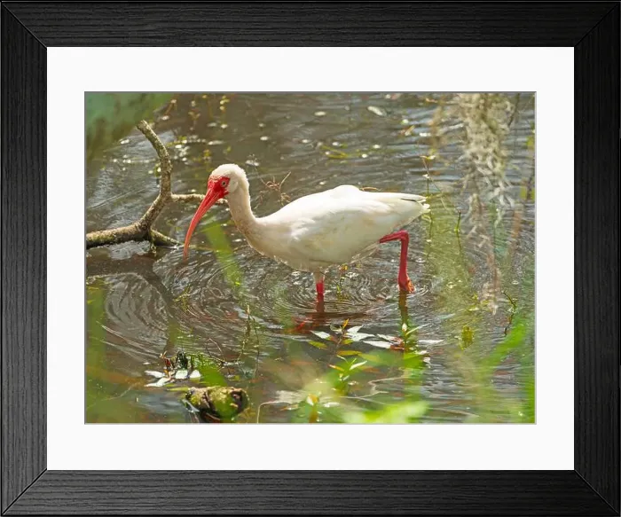 Framed Print : A White Ibis Walking Through the Shallows in Brazos Bend State Park in Texas