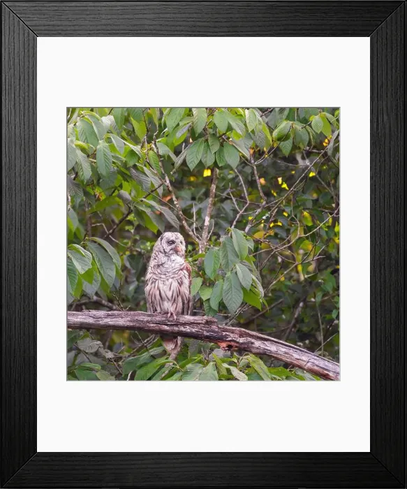 Framed Print : A Barred owl (Strix varia) perched on a dead tree branch Framed Print : A Barred owl (Strix varia) perched on a dead tree branch