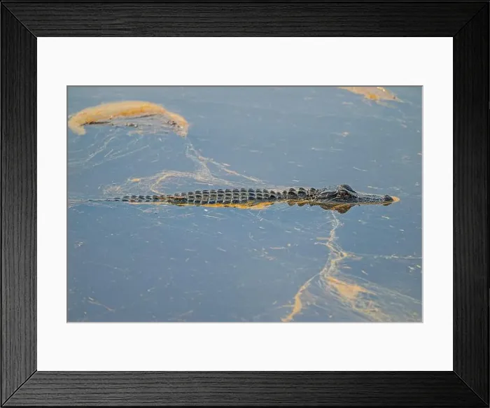 Framed Print : Young Alligator Swimming Through Pollen Coated Waters in the Ernest F Framed Print : Young Alligator Swimming Through Pollen Coated Waters in the Ernest F