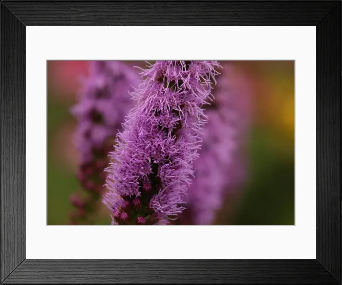 Framed Print : Close up of a flowering stalk of purple Liatris, in the summer, against a blurred background Framed Print : Close up of a flowering stalk of purple Liatris, in the summer, against a blurred background