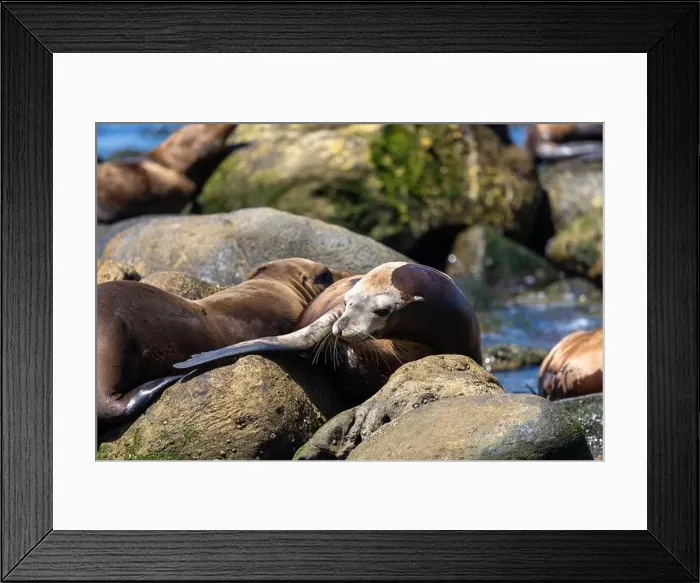 Framed Print : California sea lion off the coast of La Jolla Framed Print : California sea lion off the coast of La Jolla